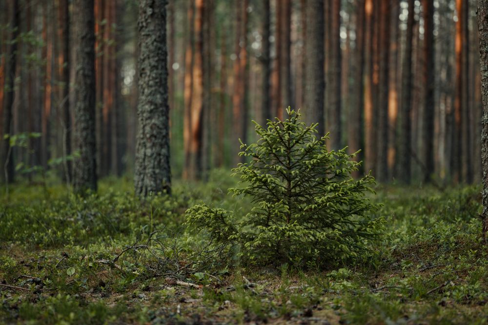 Bosque Nagal - conservación de árboles